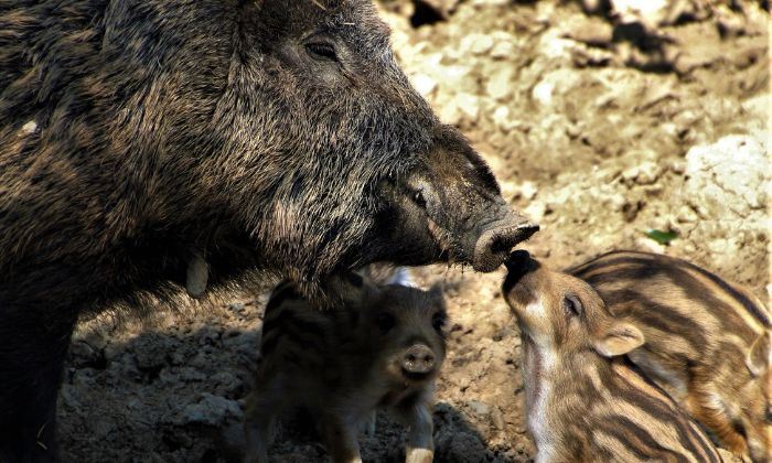 Wildschweine mit Frischlingen – im Wildpark Rolandseck lassen sich die Tiere beobachten. © Tessa von Lüdighausen